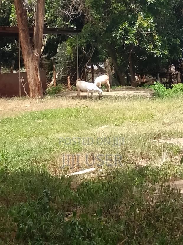 Pedigree Goats - thumbnail 4