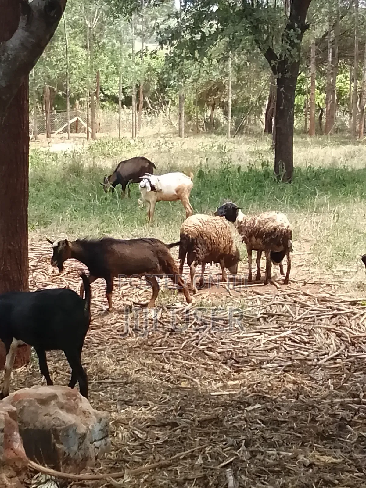 Pedigree Goats