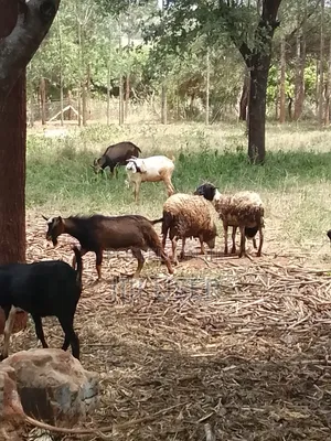 Pedigree Goats