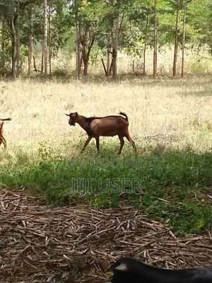 Pedigree Goats