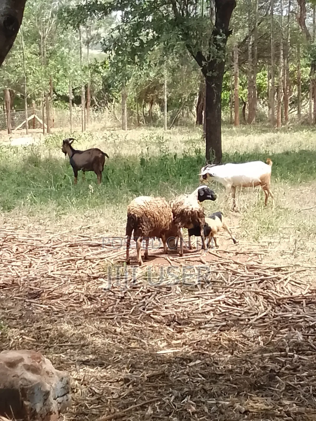 Pedigree Goats