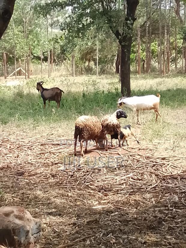 Pedigree Goats - thumbnail 7