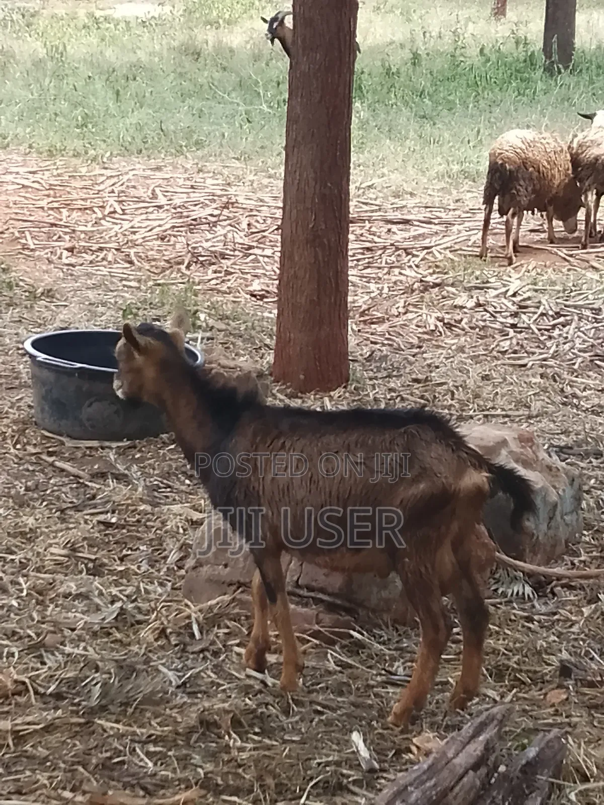 Pedigree Goats