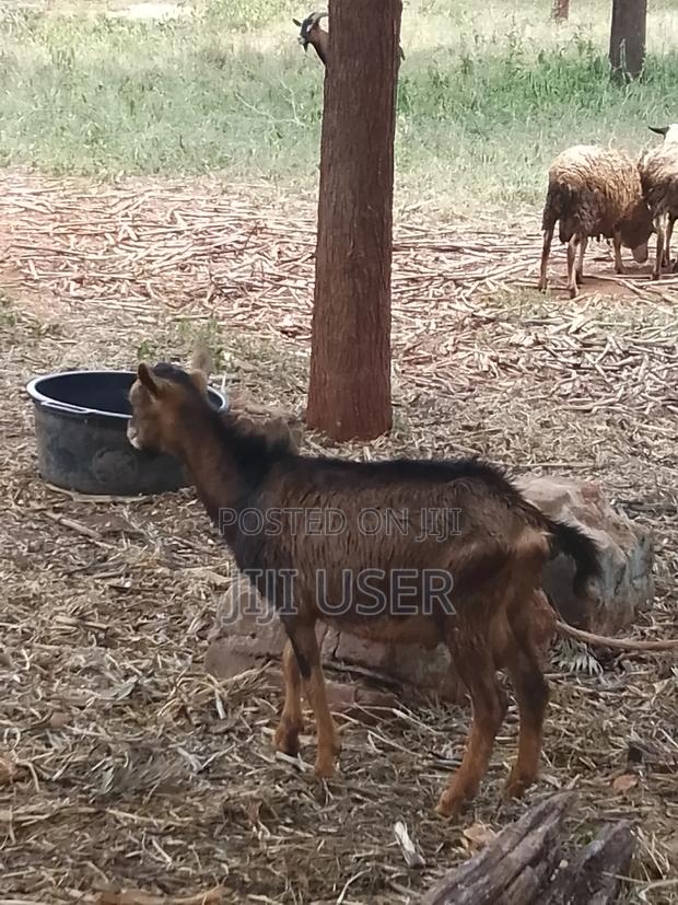 Pedigree Goats - thumbnail 8