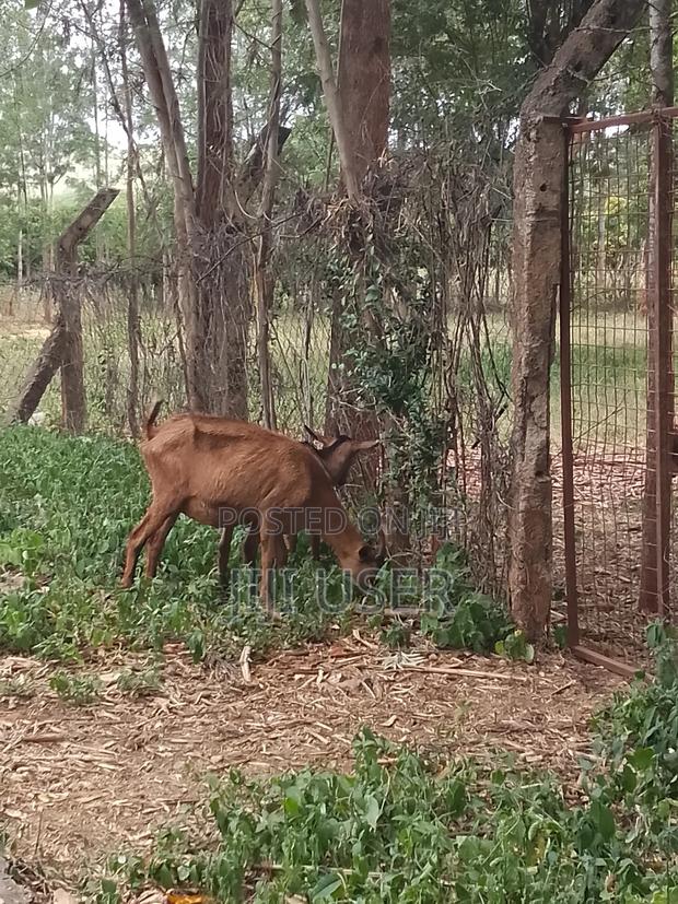 Pedigree Goats - thumbnail 9