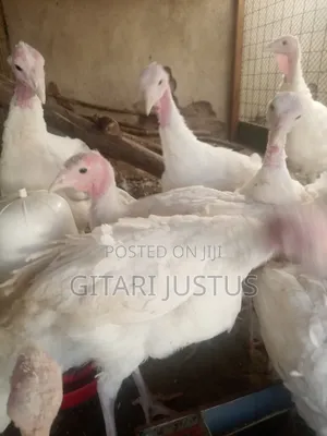 Hybrid Turkeys - White Holland Turkeys