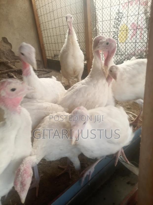Hybrid Turkeys - White Holland Turkeys - thumbnail 3