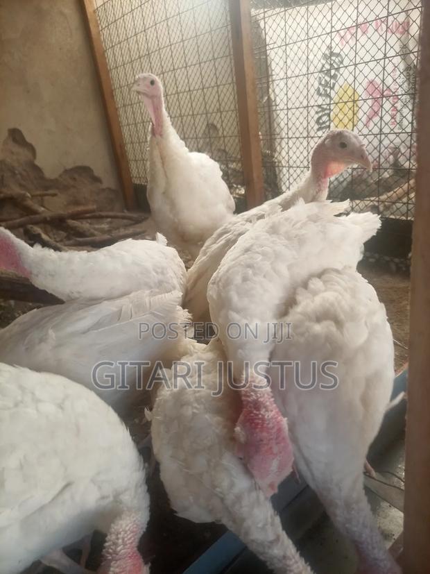 Hybrid Turkeys - White Holland Turkeys - thumbnail 4