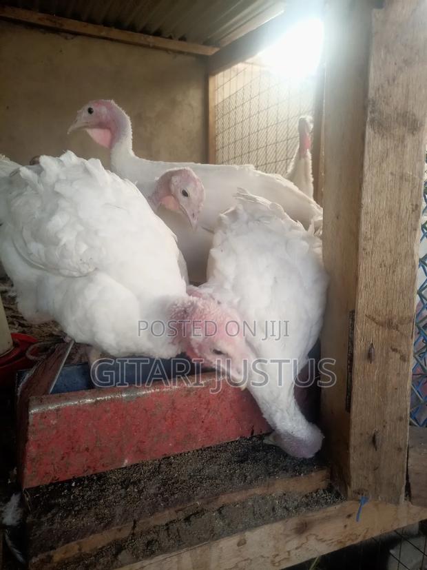 Hybrid Turkeys - White Holland Turkeys - thumbnail 5