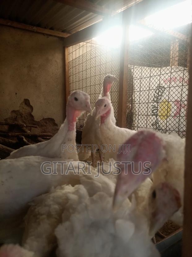Hybrid Turkeys - White Holland Turkeys - thumbnail 6
