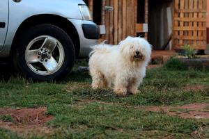 3-6 months Female Purebred Maltese - main view