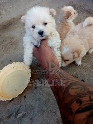 1-3 months Male Purebred Maltese - main view