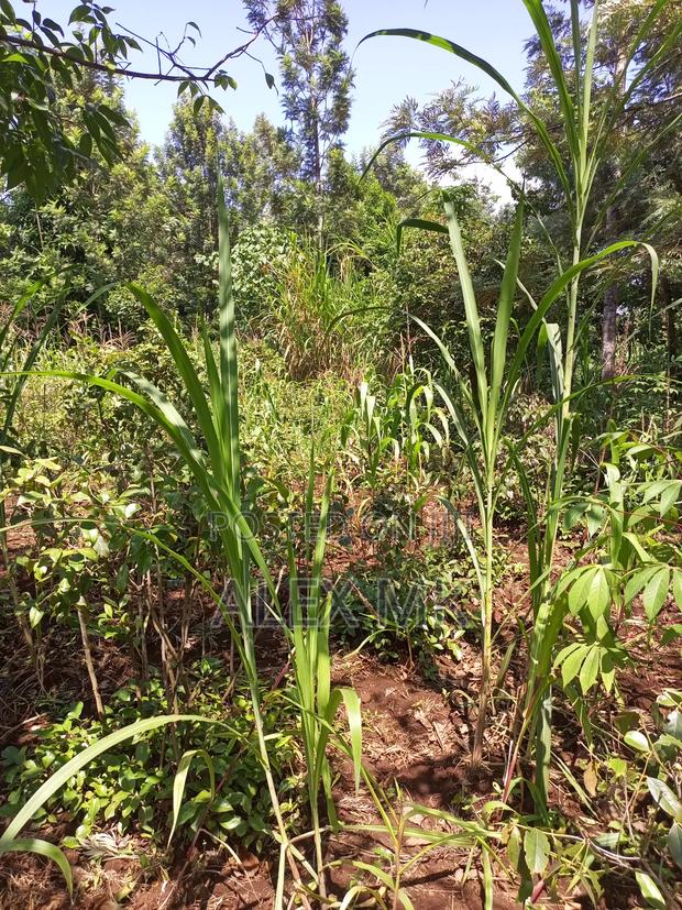 Distress Sale: 1/4 Acre Available for Sale in Kithimu - thumbnail 2