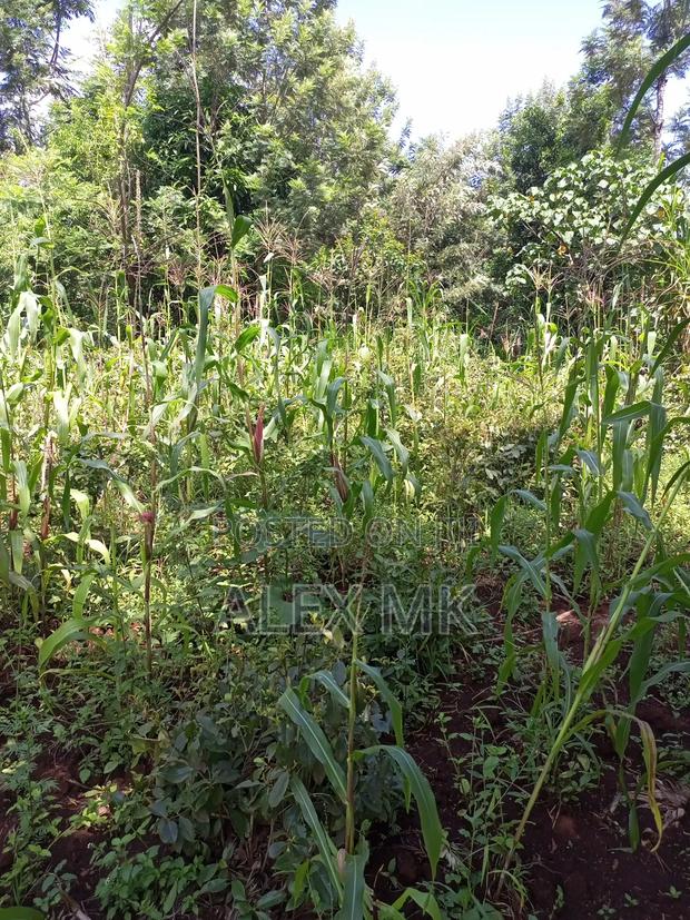 Distress Sale: 1/4 Acre Available for Sale in Kithimu - thumbnail 4