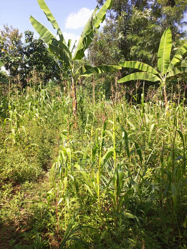 Distress Sale: 1/4 Acre Available for Sale in Kithimu - thumbnail 5