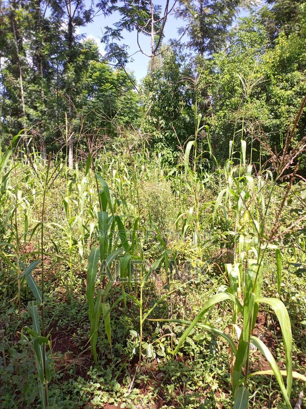 Distress Sale: 1/4 Acre Available for Sale in Kithimu - thumbnail 7