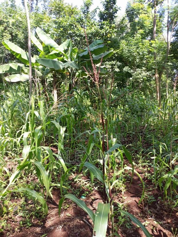 Distress Sale: 1/4 Acre Available for Sale in Kithimu - thumbnail 10