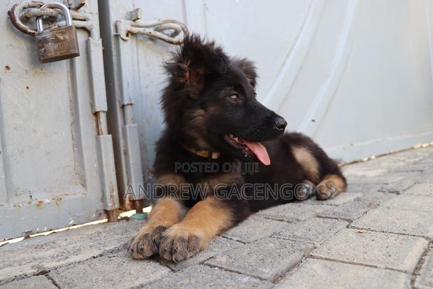3-6 months Female Purebred German Shepherd