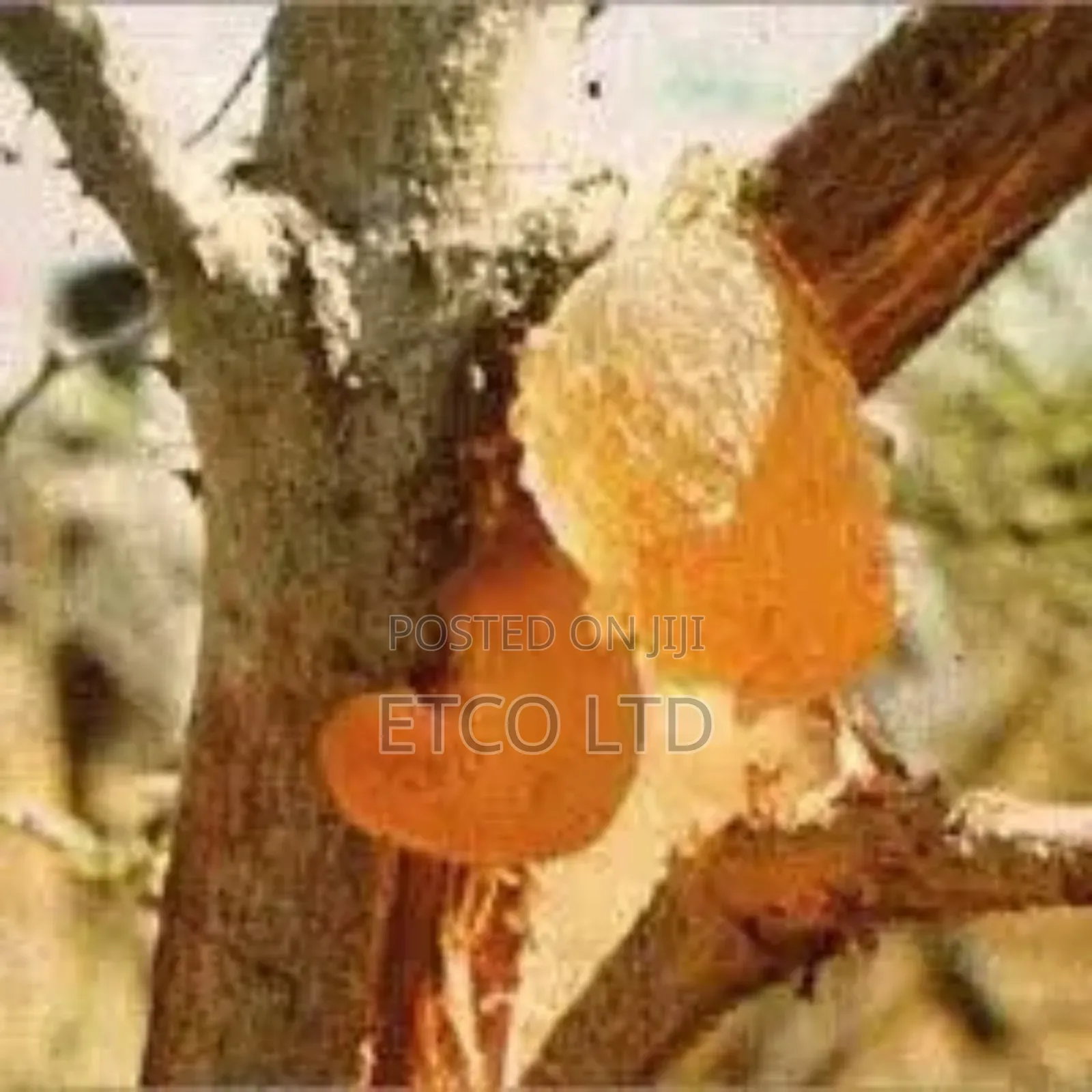 Acacia Gum Arabic (Spray Dried Powder Lumps)