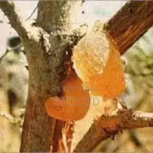 Acacia Gum Arabic (Spray Dried Powder Lumps)