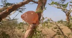 Acacia Gum Arabic (Spray Dried Powder) and Lumps