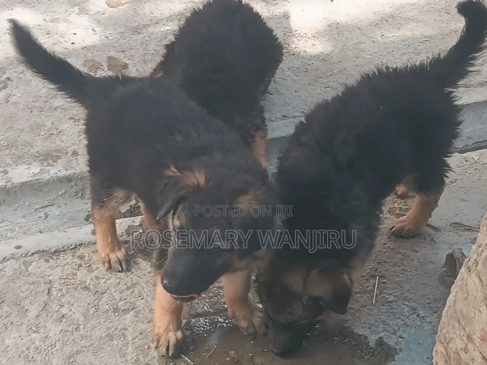 1-3 months Female Purebred German Shepherd