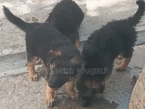 1-3 months Female Purebred German Shepherd