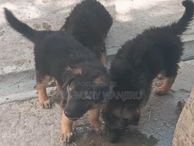1-3 months Female Purebred German Shepherd