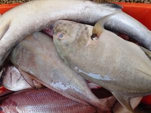 Bingy Foods - main view