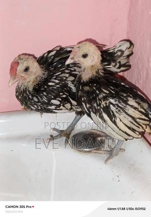 Sebright Chicks - main view