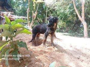 3-6 months Female Purebred German Shepherd