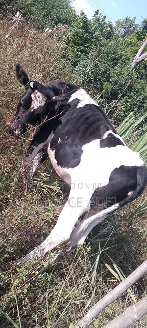 Fresian Heifer 15 Months Old - main view