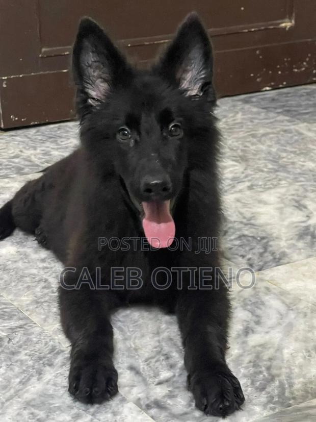 3-6 months Male Purebred German Shepherd - main view