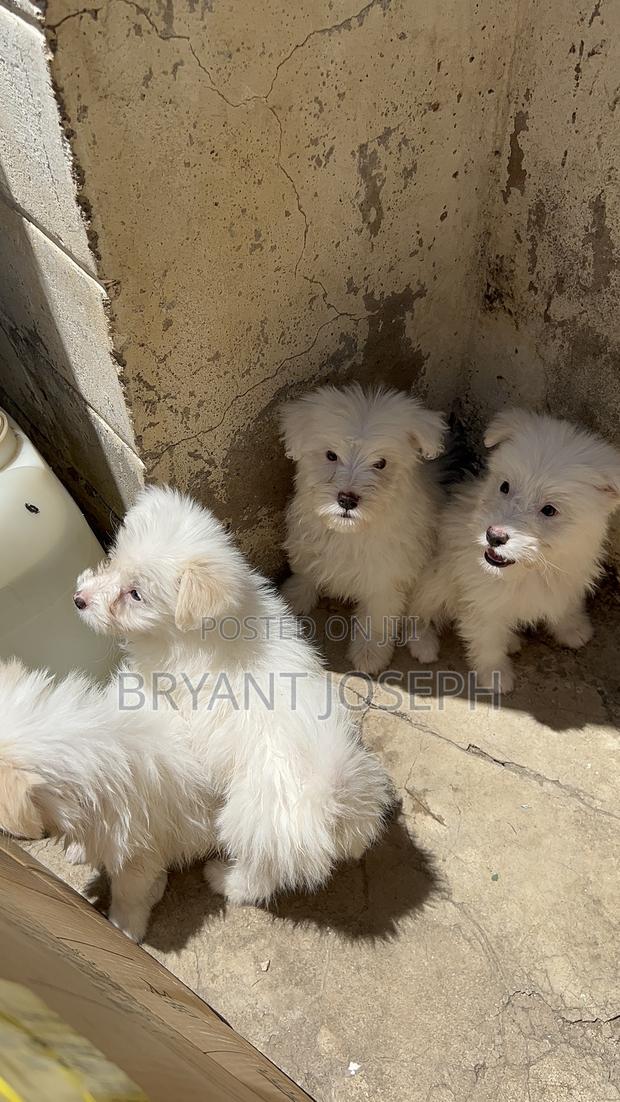 1-3 months Male Purebred Maltese - thumbnail 3