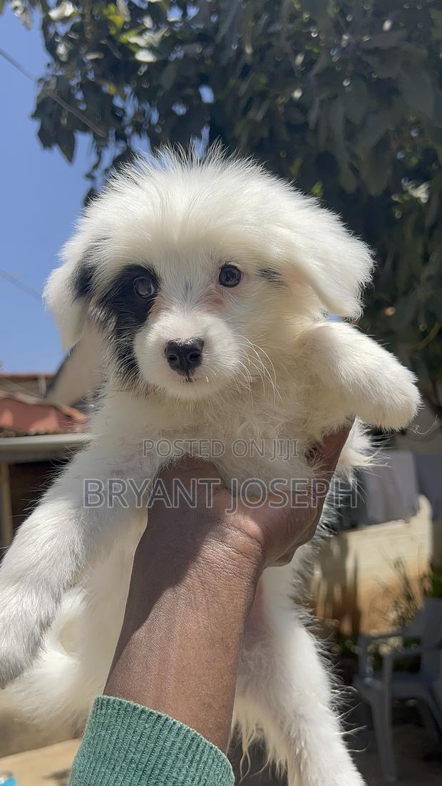 1-3 months Male Purebred Maltese - main view