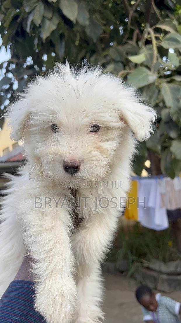 1-3 months Male Purebred Maltese - thumbnail 9