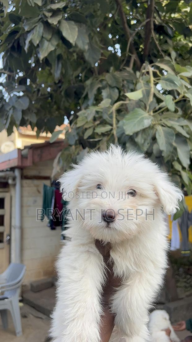 1-3 months Male Purebred Maltese - thumbnail 7