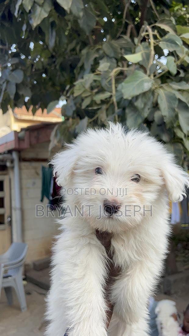 1-3 months Male Purebred Maltese - thumbnail 6