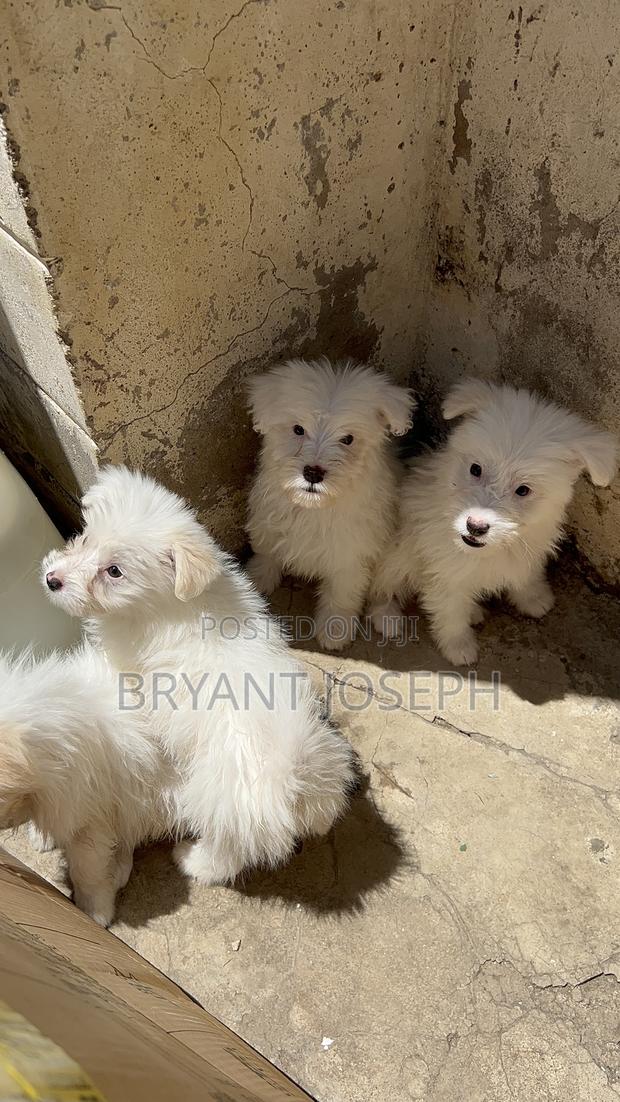 1-3 months Male Purebred Maltese - thumbnail 5