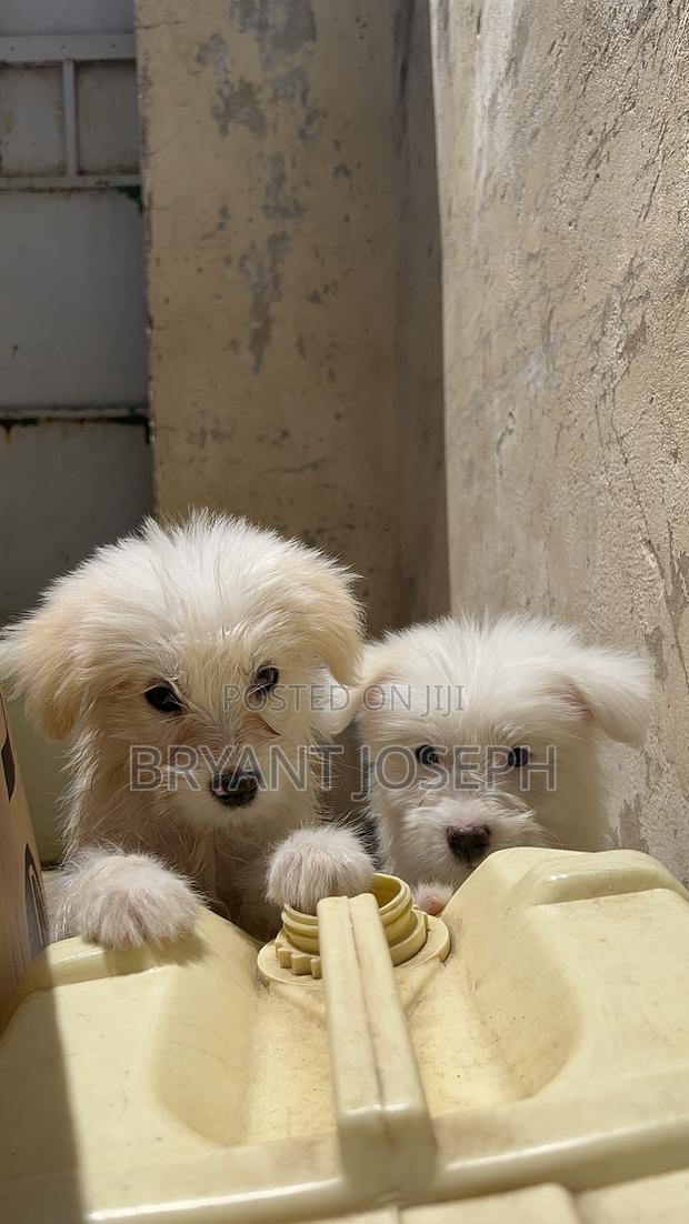 1-3 months Male Purebred Maltese - thumbnail 4