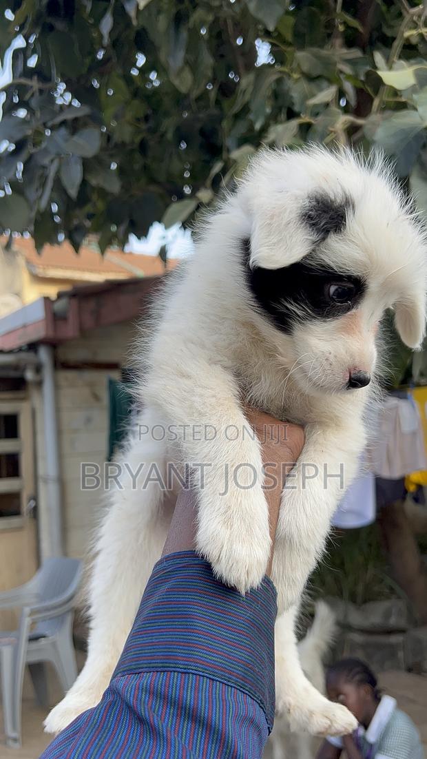 1-3 months Male Purebred Maltese - thumbnail 8