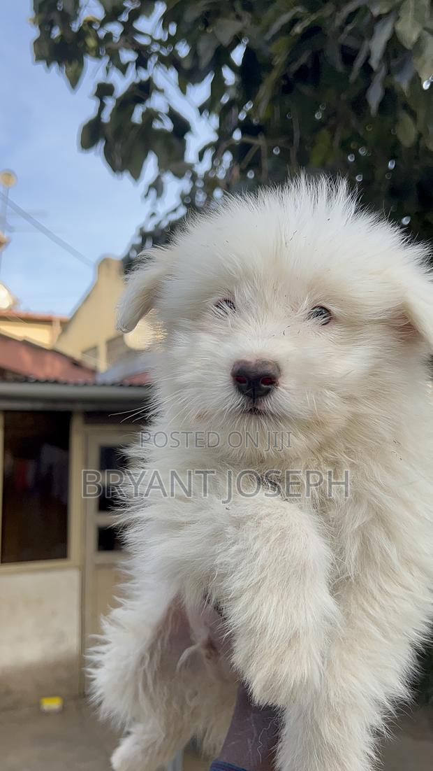 1-3 months Male Purebred Maltese - thumbnail 10