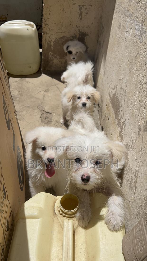 1-3 months Male Purebred Maltese - thumbnail 11