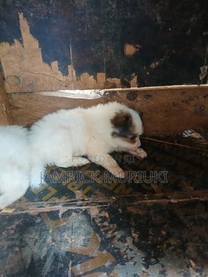 1-3 months Male Purebred Maltese