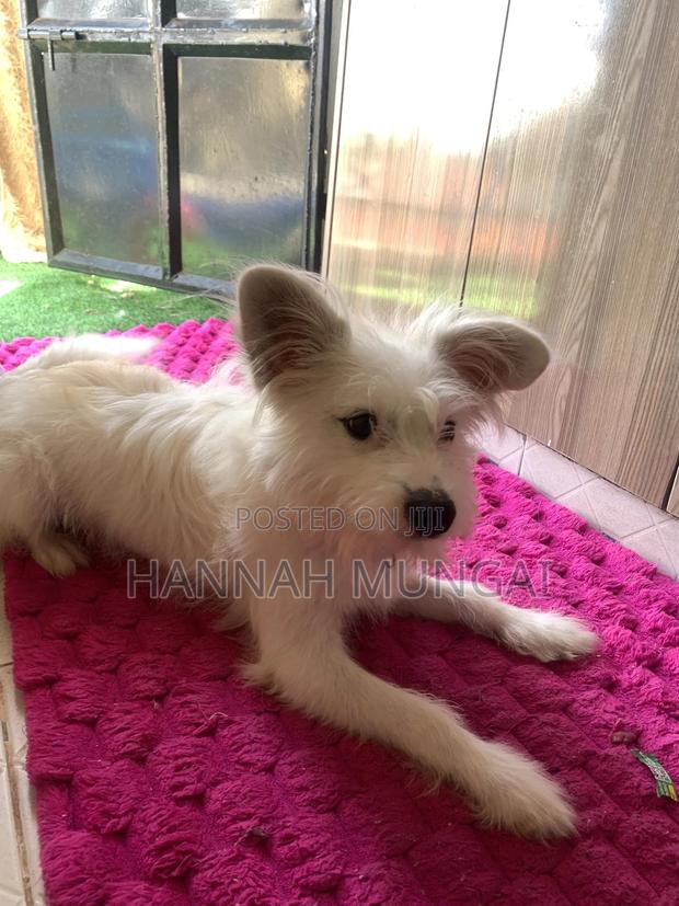6-12 months Male Mixed Breed Japanese Spitz