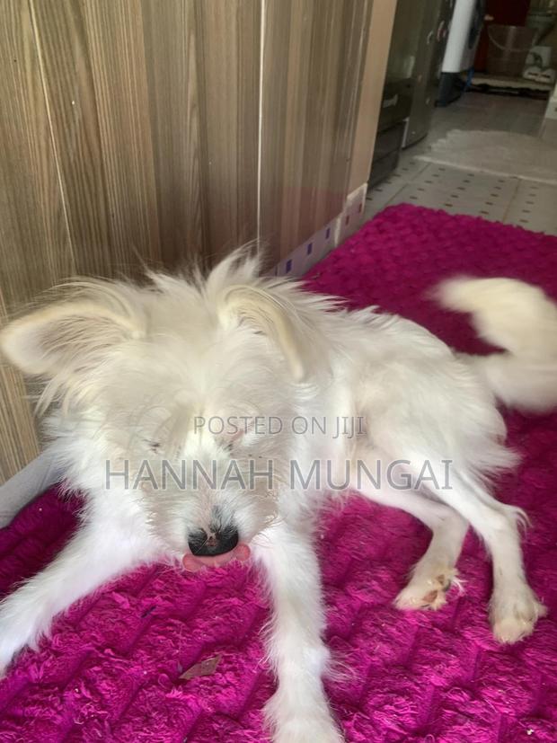 6-12 months Male Mixed Breed Japanese Spitz - thumbnail 3
