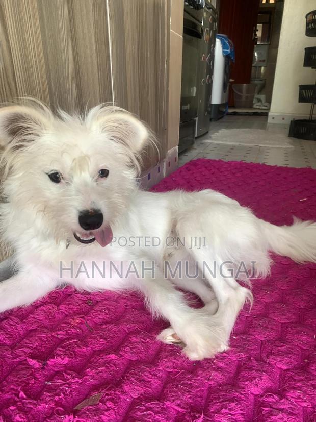 6-12 months Male Mixed Breed Japanese Spitz - thumbnail 5