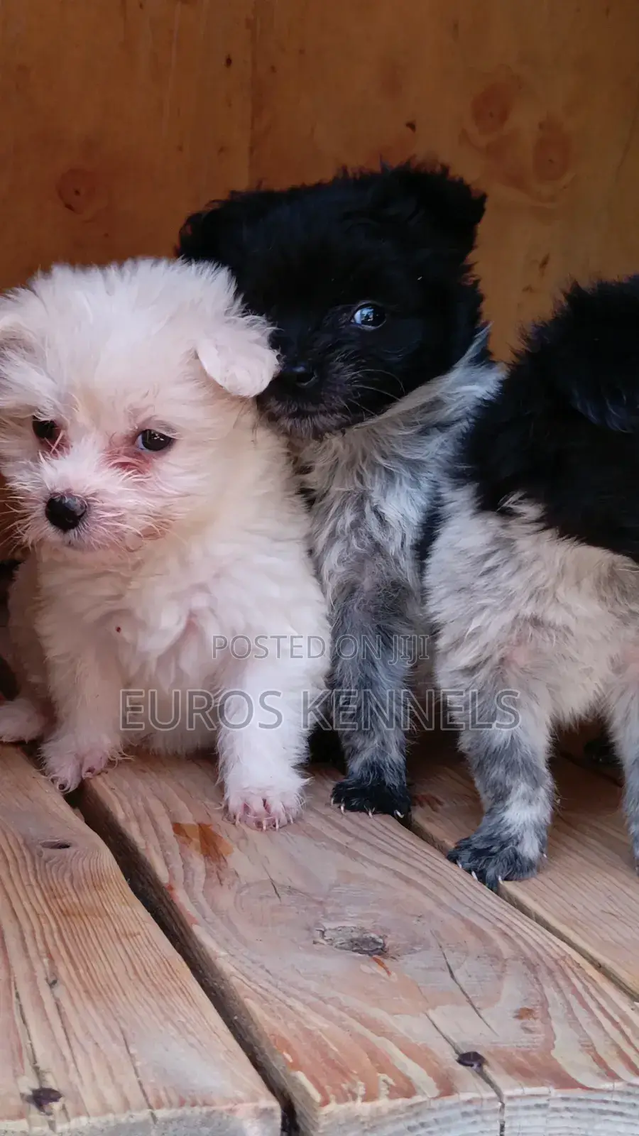 1-3 months Female Purebred Havanese