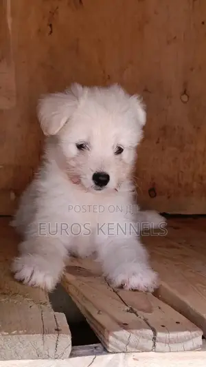1-3 months Female Purebred Havanese
