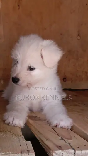 1-3 months Female Purebred Havanese
